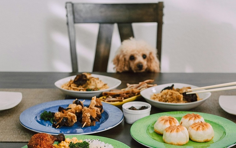Read more about the article Best Dry Dog Food from Ollie