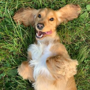 Read more about the article Petmate