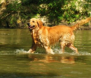 Read more about the article The Genial Golden Retriever