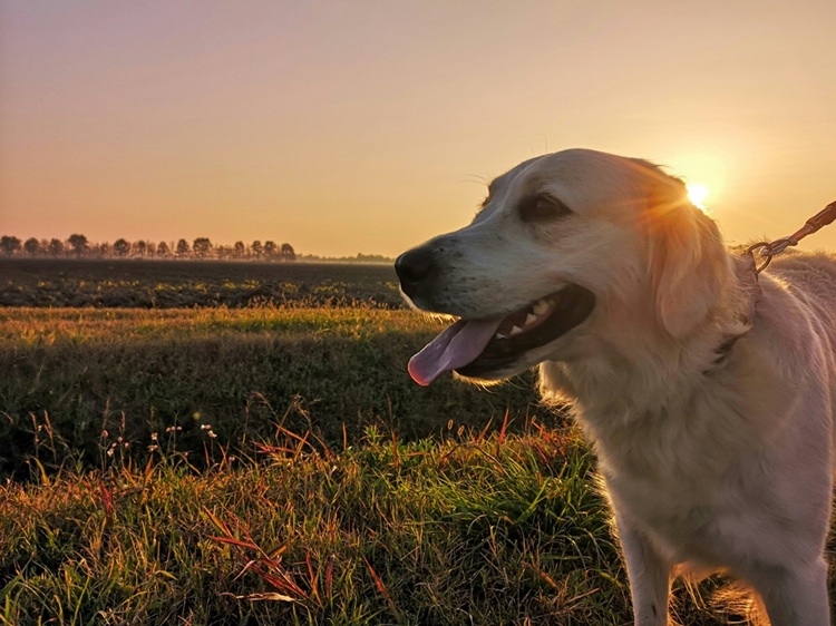 Read more about the article Labs: Dogs for All Seasons